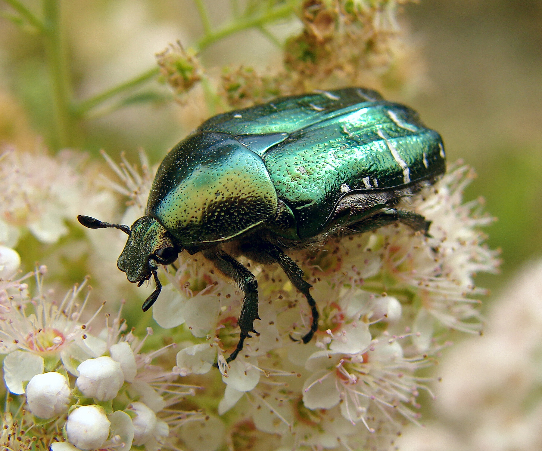 Rose Chafer svg #11, Download drawings
