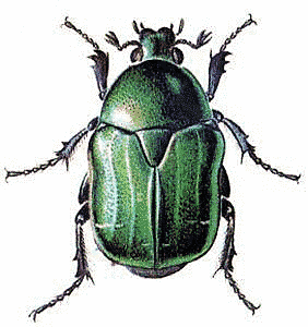 Rose Chafer svg #19, Download drawings