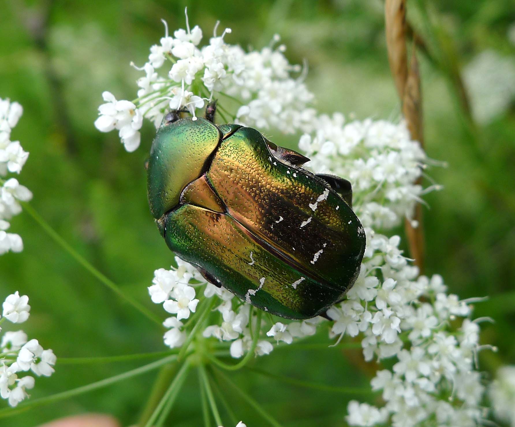 Rose Chafer svg #10, Download drawings