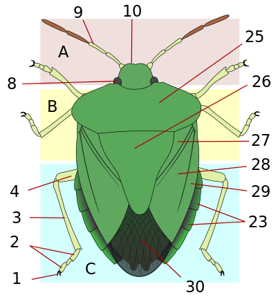 Rose Chafer svg #3, Download drawings