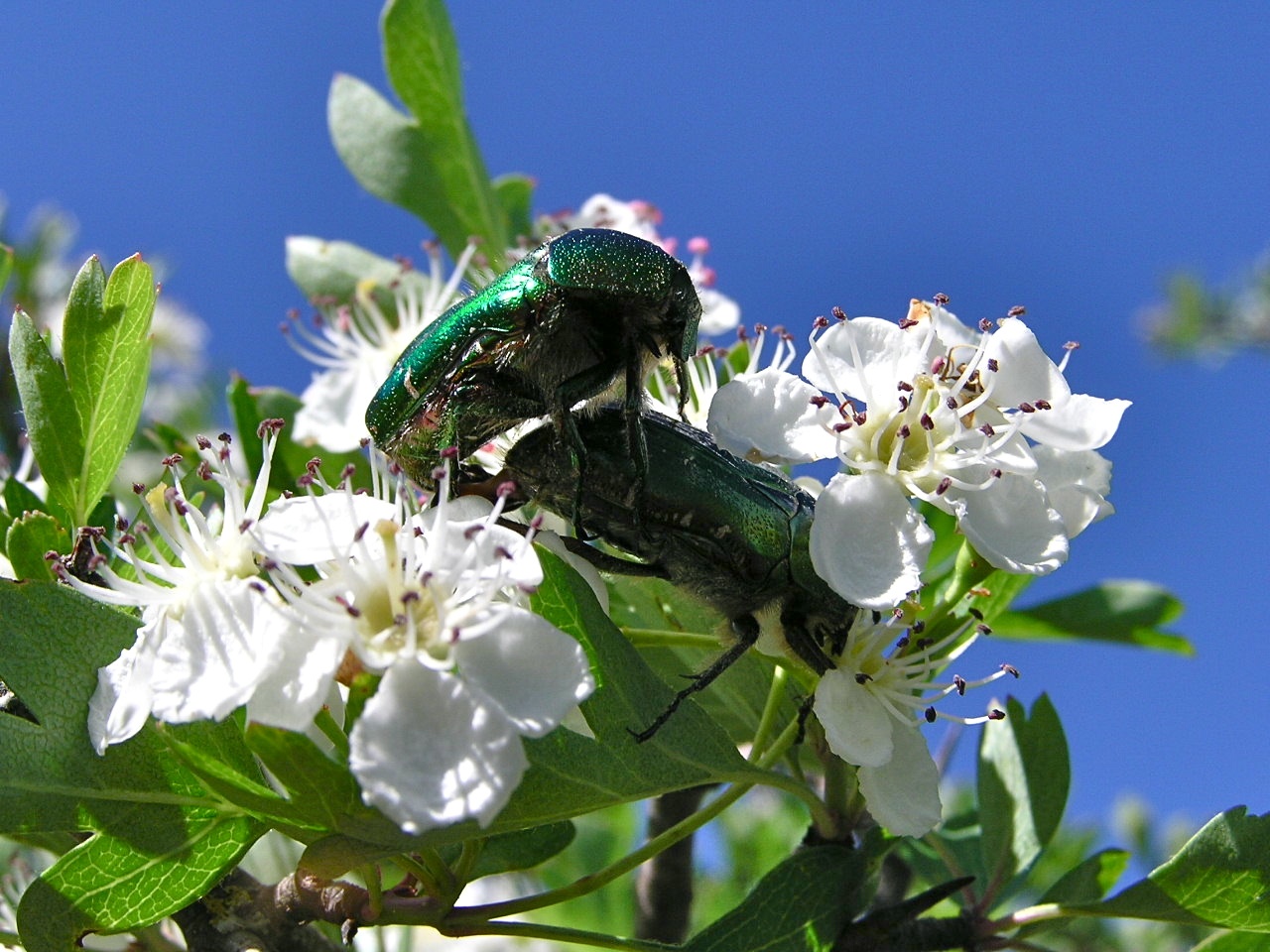 Rose Chafer svg #14, Download drawings