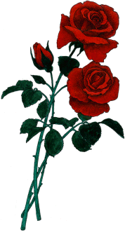 Rose clipart #12, Download drawings