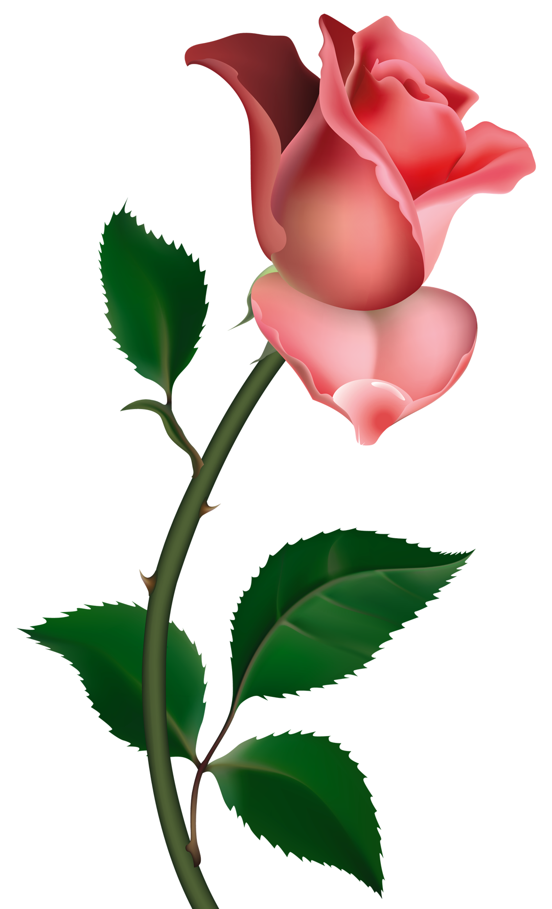 Pink Rose clipart #2, Download drawings