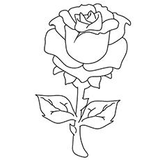 Rose coloring #19, Download drawings