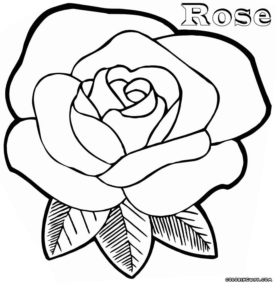 Rose coloring #7, Download drawings