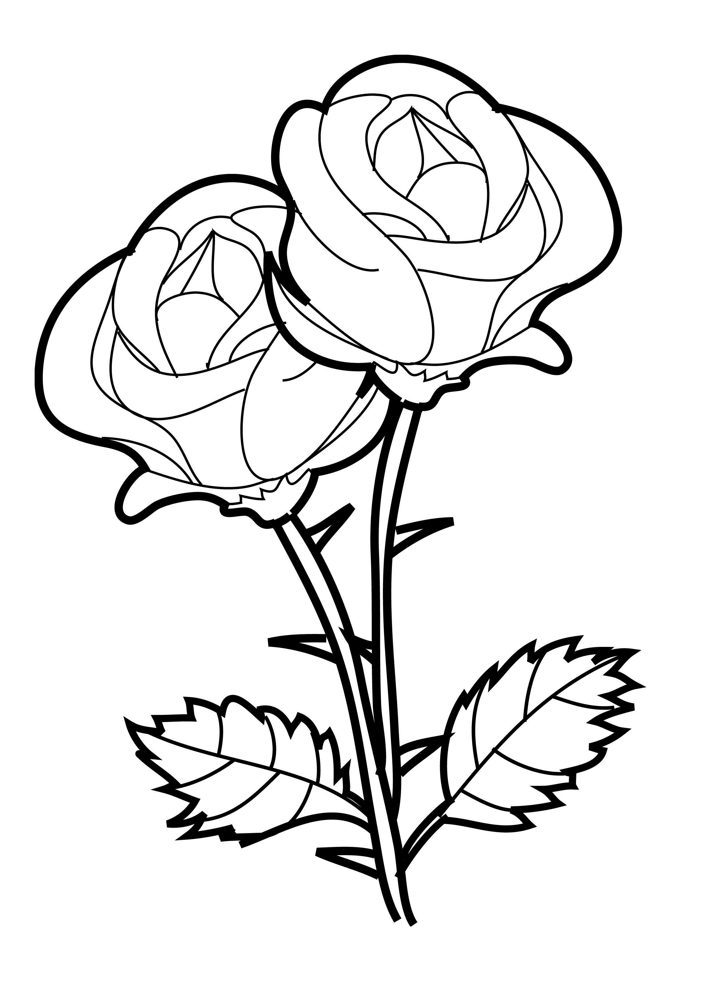 Rose coloring #8, Download drawings