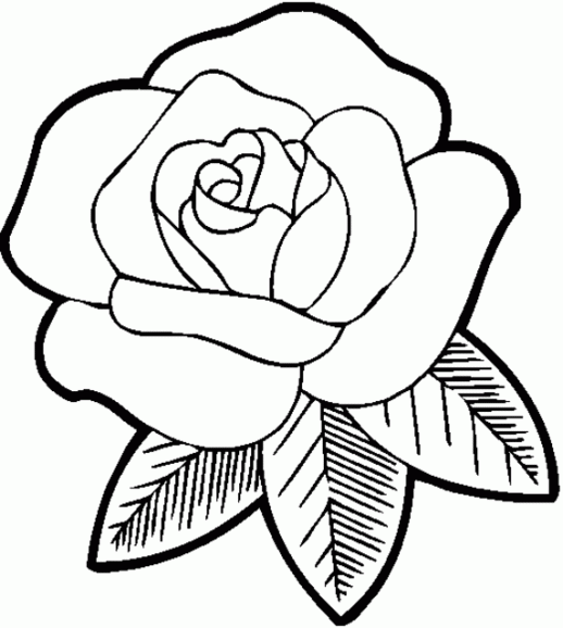 Rose coloring #1, Download drawings