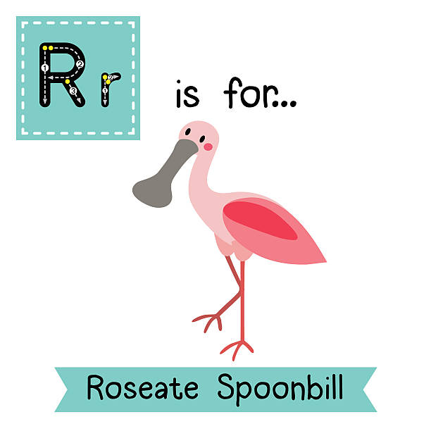 Roseate Spoonbill clipart #17, Download drawings