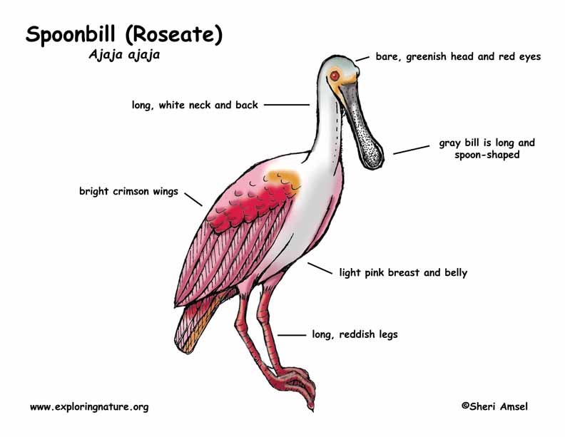 Roseate Spoonbill coloring #20, Download drawings