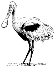 Roseate Spoonbill clipart #6, Download drawings