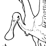 Spoonbill coloring #9, Download drawings