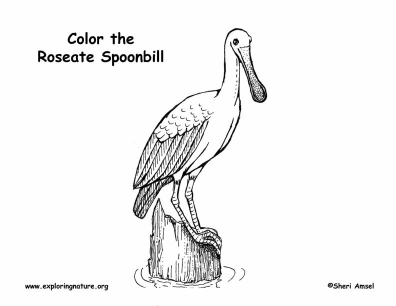 Roseate Spoonbill coloring #3, Download drawings