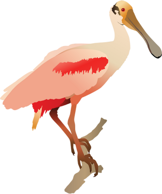 Spoonbill svg #20, Download drawings