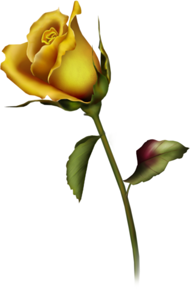 Yellow Rose clipart #17, Download drawings