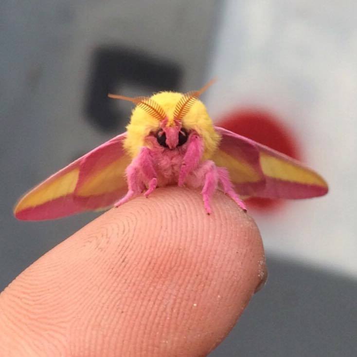 Rosy Maple Moth coloring #20, Download drawings