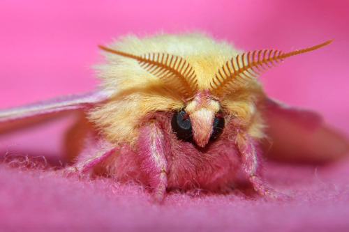 Rosy Maple Moth coloring #14, Download drawings