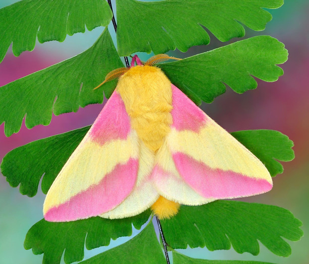 Rosy Maple Moth coloring #16, Download drawings