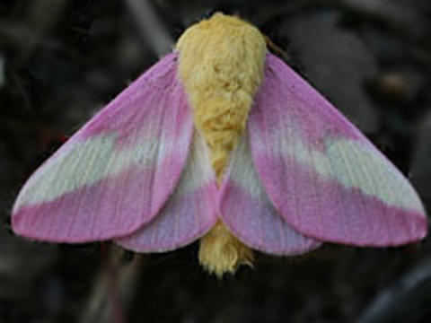 Rosy Maple Moth coloring #7, Download drawings