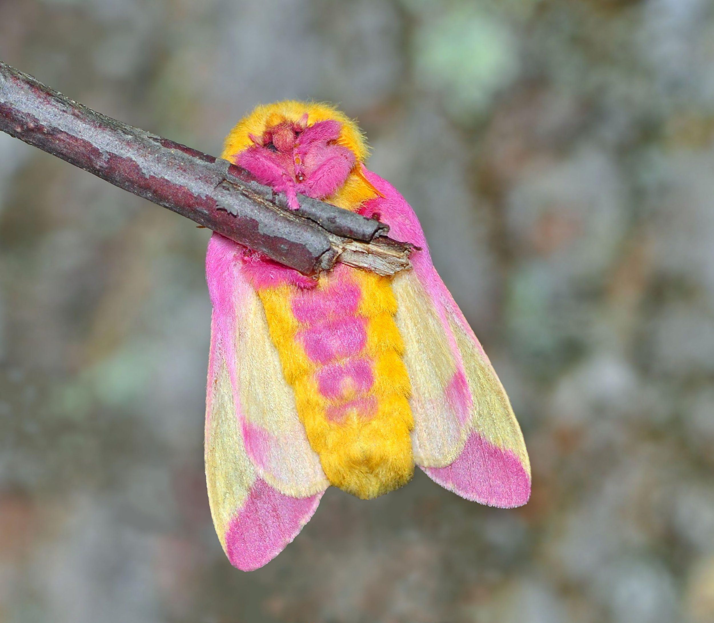 Rosy Maple Moth svg #17, Download drawings