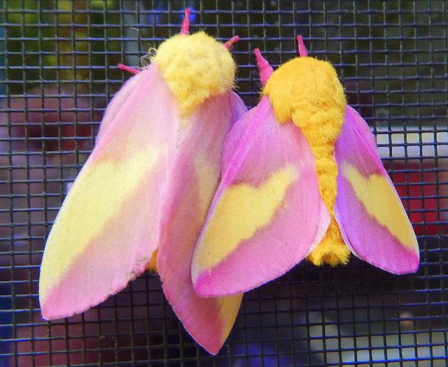 Rosy Maple Moth coloring #3, Download drawings
