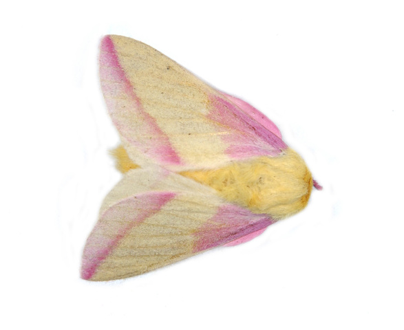 Rosy Maple Moth coloring #8, Download drawings