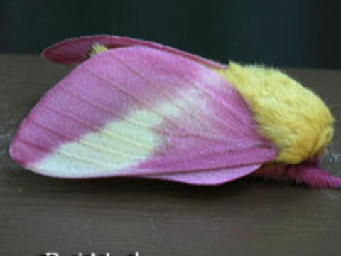 Rosy Maple Moth coloring #1, Download drawings