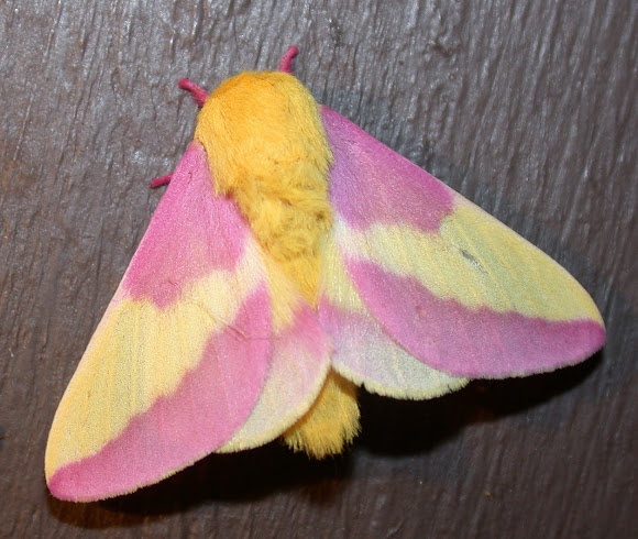 Rosy Maple Moth coloring #13, Download drawings