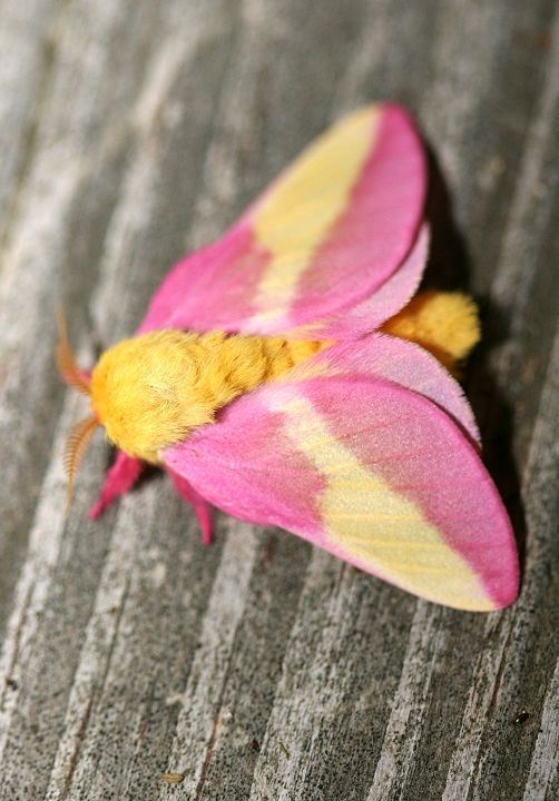 Rosy Maple Moth coloring #15, Download drawings
