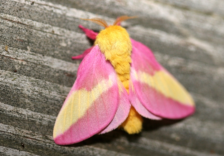 Rosy Maple Moth coloring #9, Download drawings
