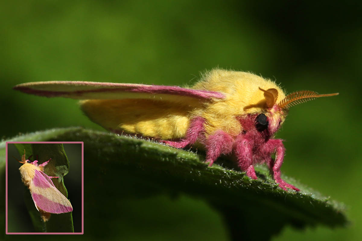 Rosy Maple Moth coloring #19, Download drawings.