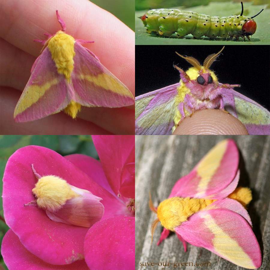 Rosy Maple Moth coloring #12, Download drawings