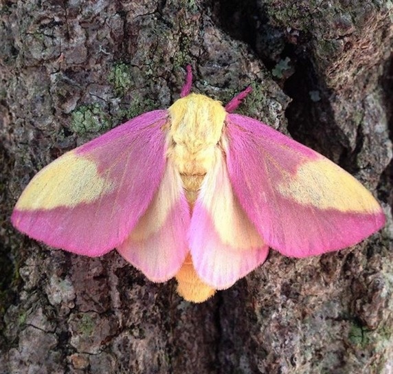 Rosy Maple Moth coloring #18, Download drawings