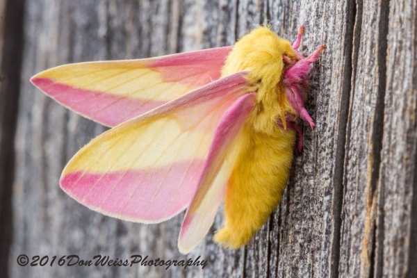 Rosy Maple Moth svg #18, Download drawings