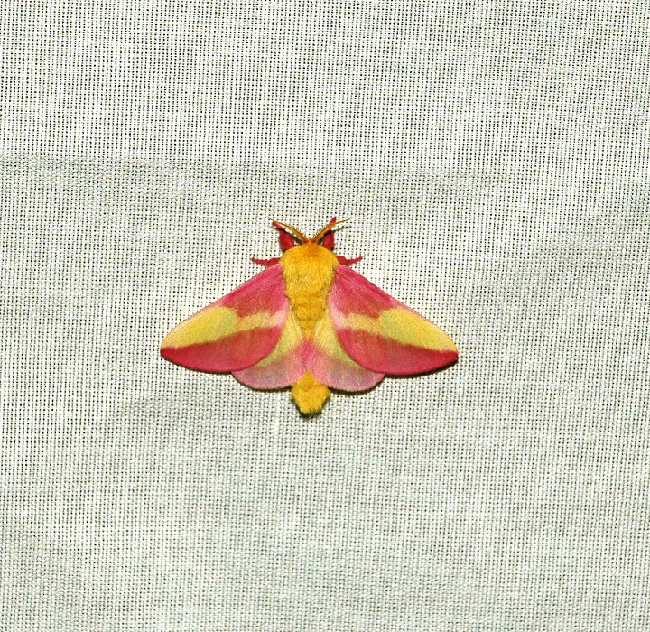 Rosy Maple Moth svg #5, Download drawings