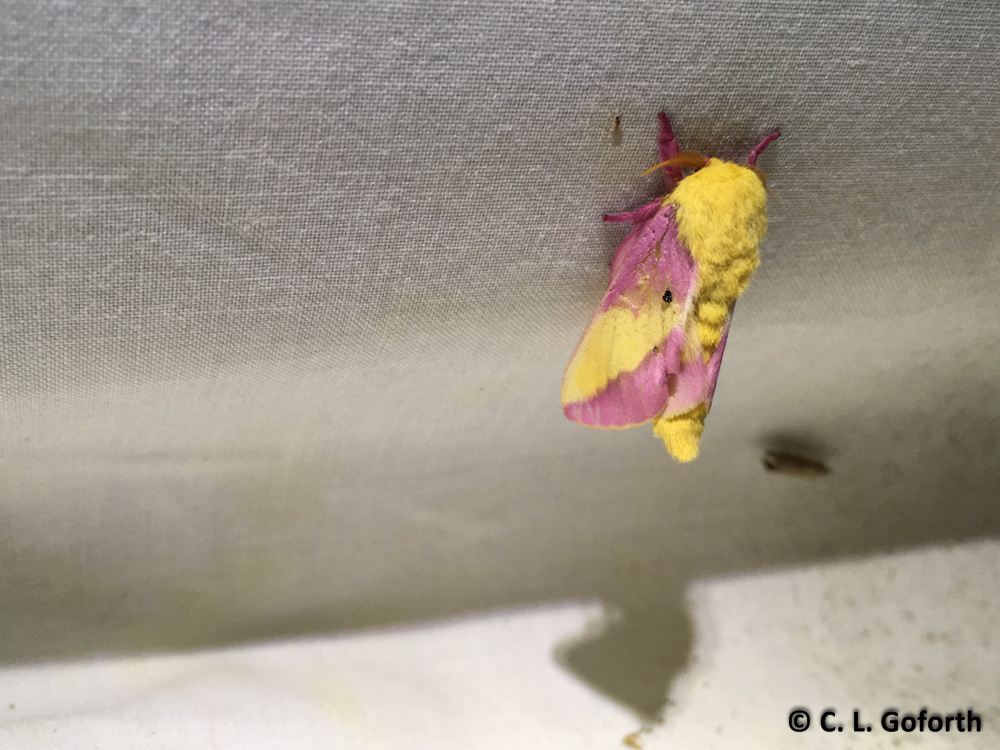 Rosy Maple Moth svg #8, Download drawings