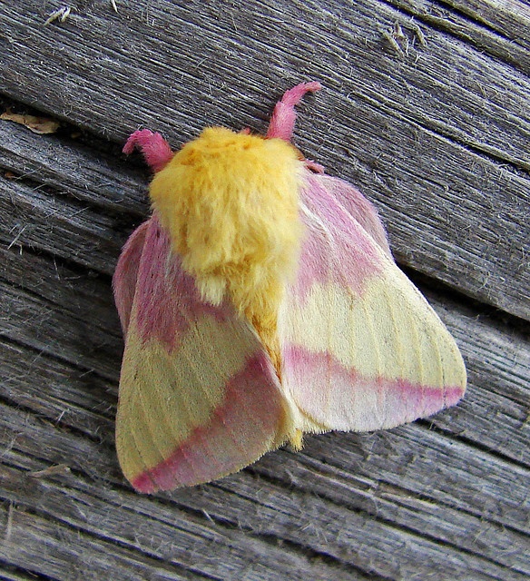 Rosy Maple Moth svg #4, Download drawings