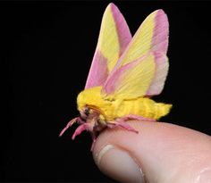 Rosy Maple Moth svg #6, Download drawings