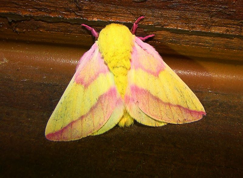 Rosy Maple Moth svg #2, Download drawings