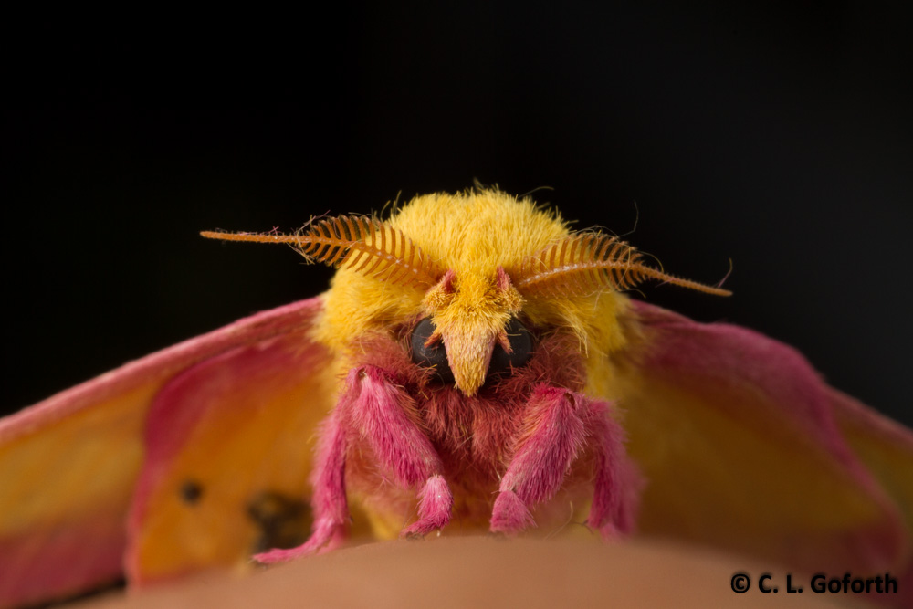 Rosy Maple Moth svg #14, Download drawings