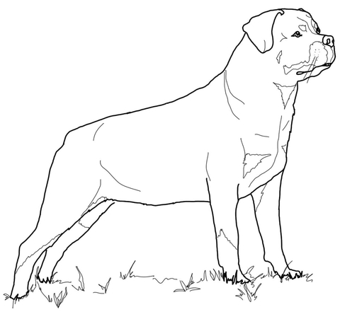 Rottweiler coloring #16, Download drawings
