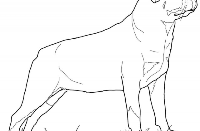 Rottweiler coloring #11, Download drawings