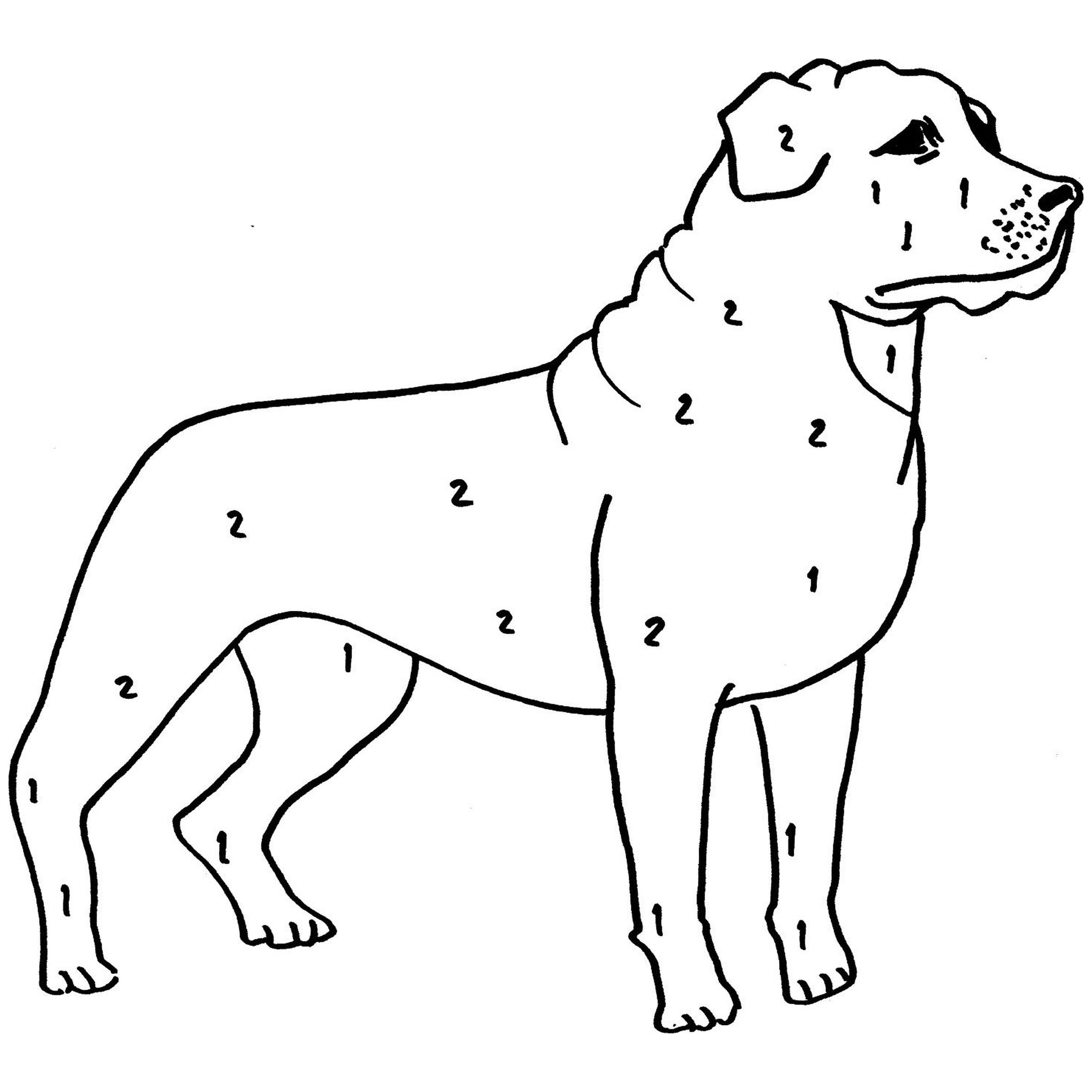 Rottweiler coloring #2, Download drawings