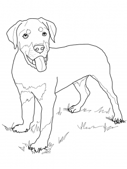 Rottweiler coloring #13, Download drawings
