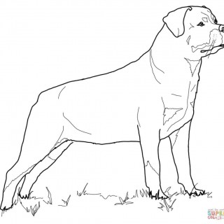 Rottweiler coloring #17, Download drawings