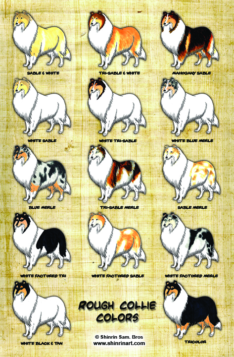 Rough Collie coloring #3, Download drawings