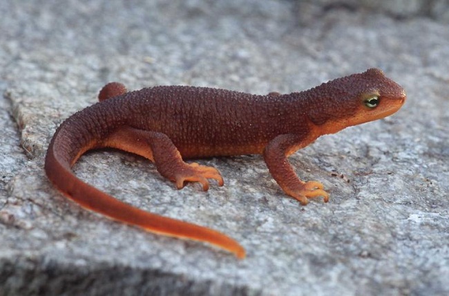 Rough-skinned Newt svg #14, Download drawings