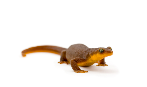 Rough-skinned Newt svg #13, Download drawings