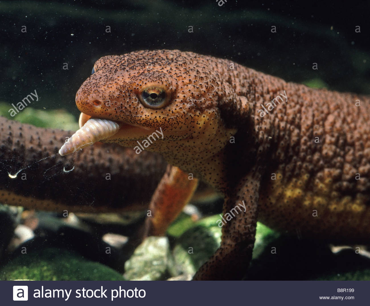Rough-skinned Newt svg #4, Download drawings