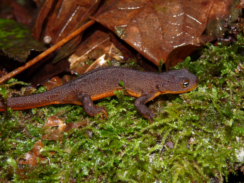 Rough-skinned Newt svg #2, Download drawings