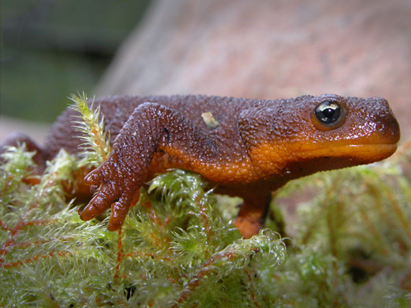 Rough-skinned Newt svg #11, Download drawings